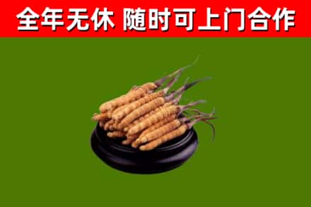南区回收散虫草