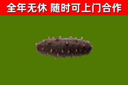 南区回收海参干
